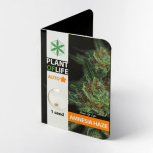 Amnesia Haze Autoflowering